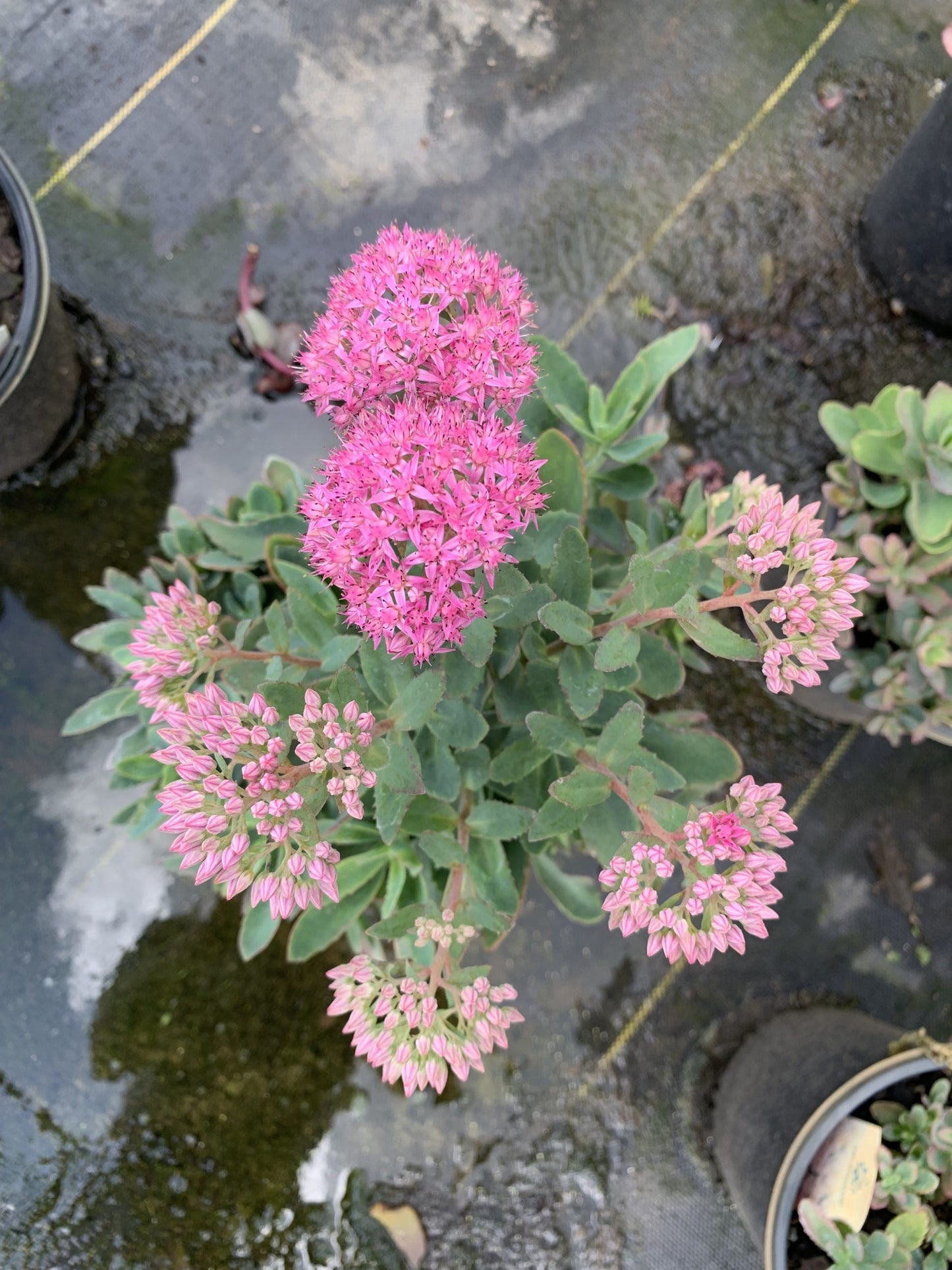 Sedum 'Carl' Carl Sedum 1g