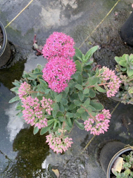 Sedum 'Carl' Carl Sedum 1g