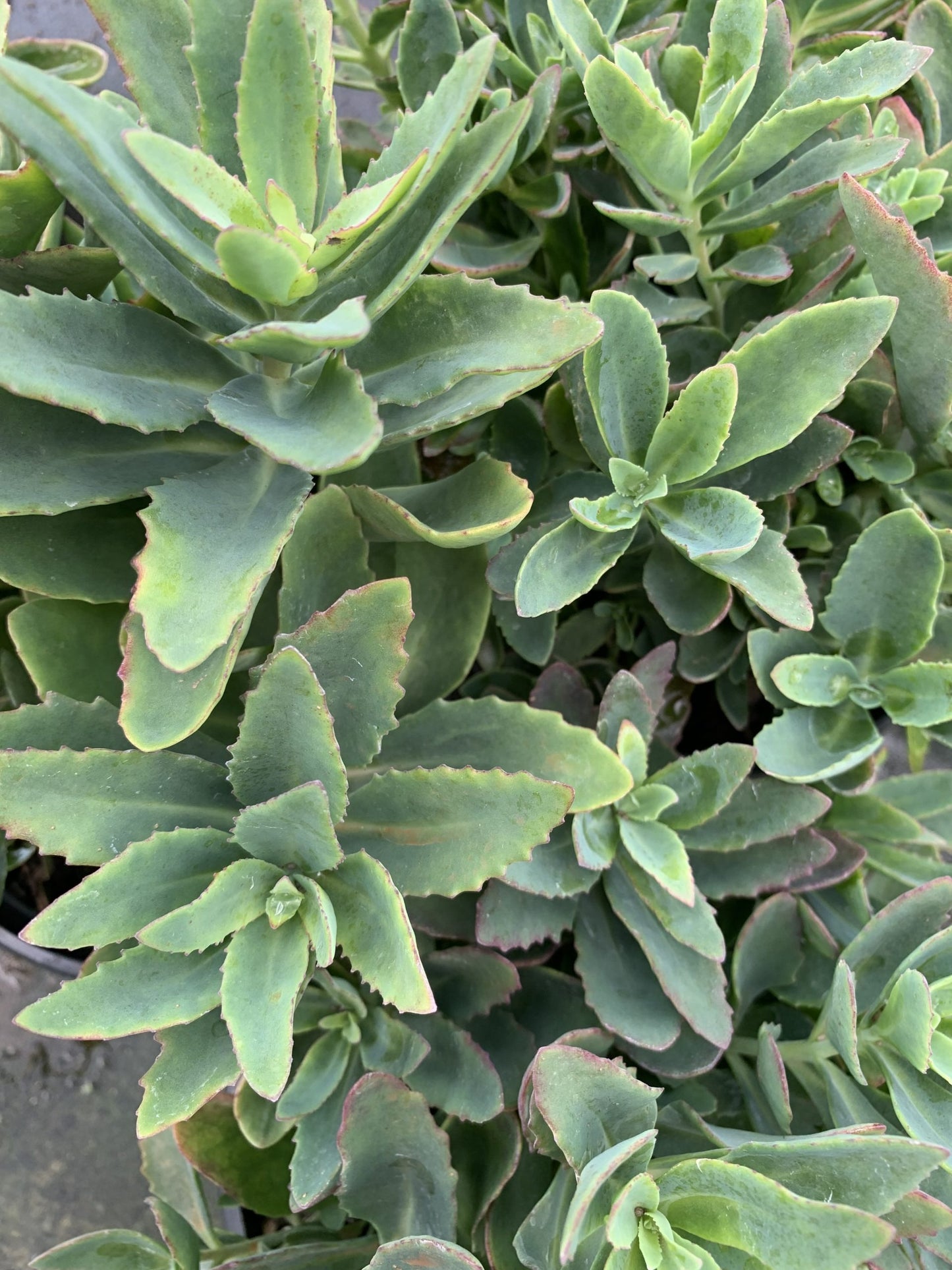 Sedum 'Carl' Carl Sedum 1g