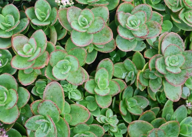 Sedum 'Lime Zinger' PP24632 Lime Zinger Sunsparkler® Series Sedum 1g