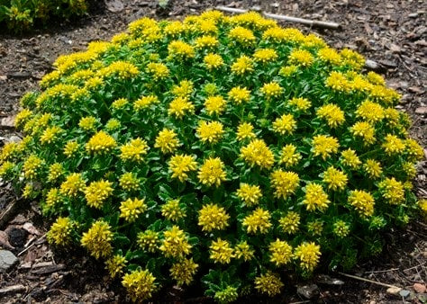 Sedum 'Little Miss Sunshine' PP30039 Little Miss Sunshine Sedum 1g