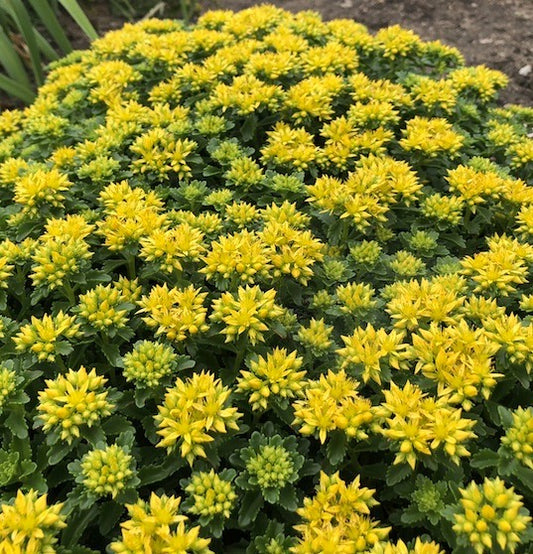 Sedum 'Little Miss Sunshine' PP30039 Little Miss Sunshine Sedum 1g
