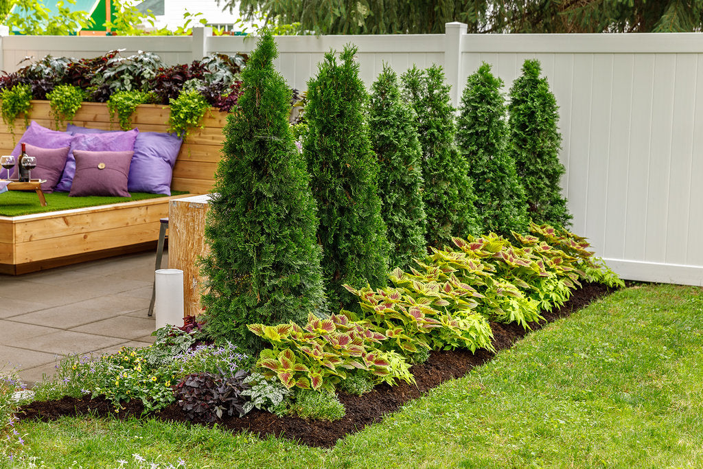 Thuja occidentalis 'Art Boe' PP22174 North Pole® Arborvitae 3 Gallon