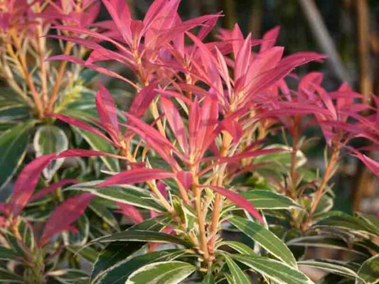 Pieris japonica 'Flaming Silver' Flaming Silver Japanese Pieris 6g