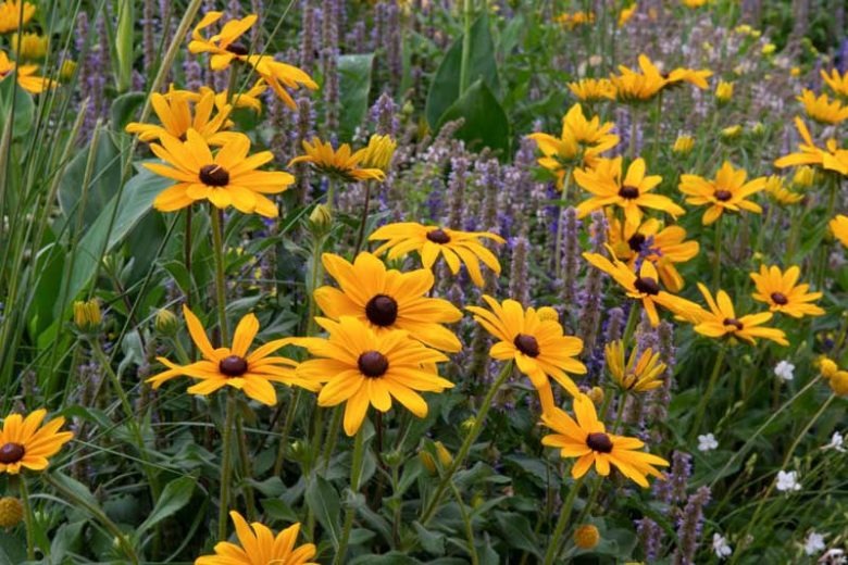 Rudbeckia hirta 'Indian Summer' Indian Summer Black-Eyed Susan 1g