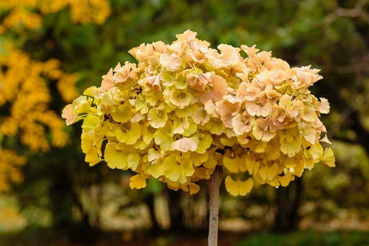 Ginkgo biloba 'Troll' Troll Maidenhair Tree TREE FORM 12" BOX