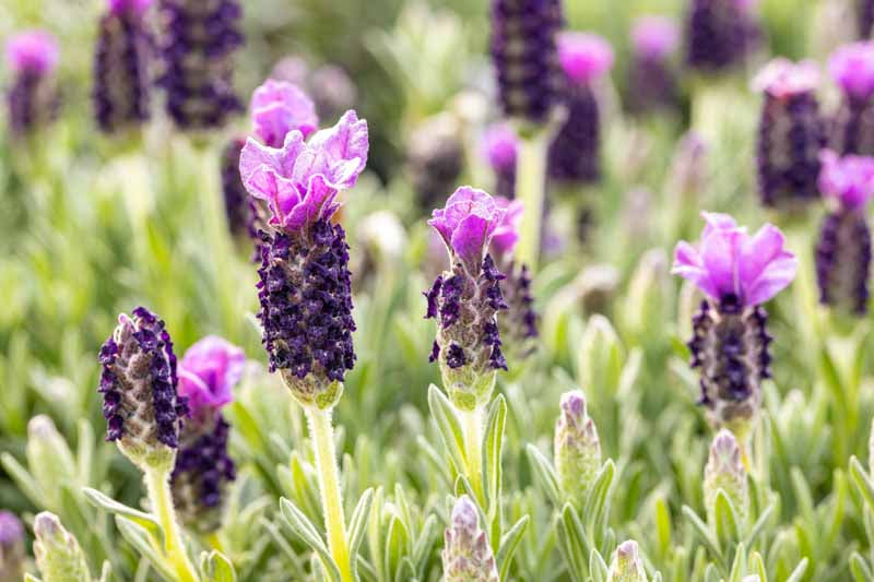Lavandula stoechas 'Anouk Deluxe 1225' PP33269 Primavera Spanish Lavender 1 Gallon
