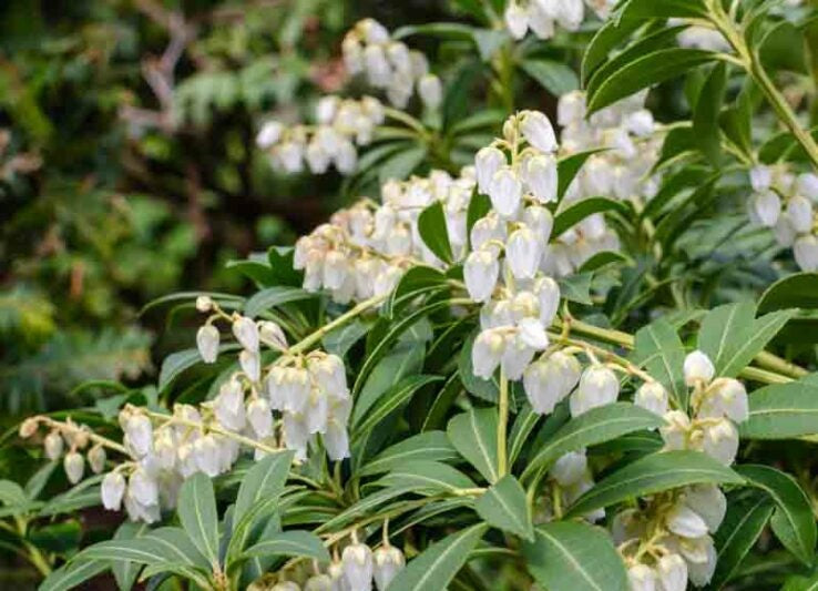 Pieris japonica 'Purity' Purity Dwarf Japanese Pieris 3 Gallon
