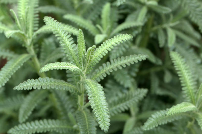 Lavendula dentata French Lavender 1g