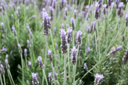 Lavendula dentata French Lavender 1g