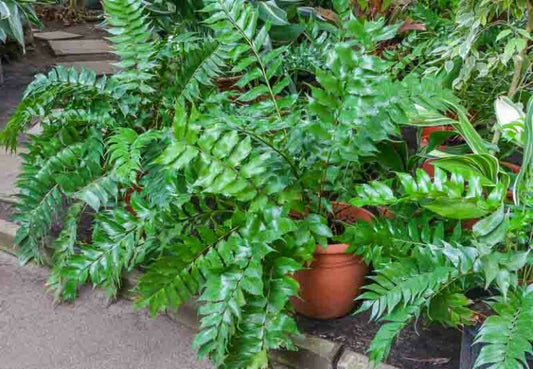 Fern- Cyrtomium falcatum Holly Fern 1g