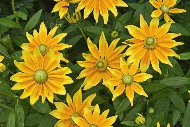 Rudbeckia hirta 'Prarie Sun' Prairie Sun Black-Eyed Susan 1g