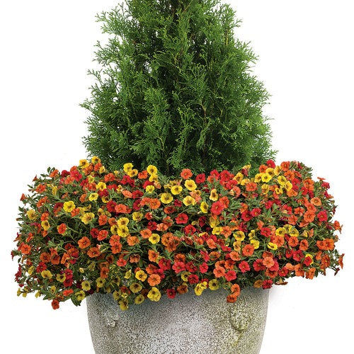 Thuja occidentalis 'Art Boe' PP22174 North Pole® Arborvitae