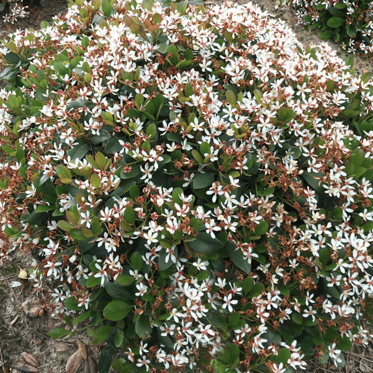 Raphiolepis Hybrid ‘DB-01’ PP32786 Clean Sweep™ Snowbank™ Indian Hawthorne 3 Gallon