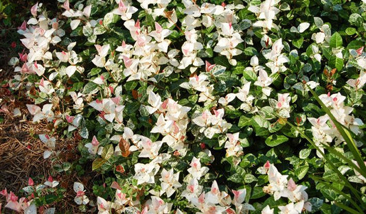 Trachelospermum asiaticum 'HOSNS' Snow-N-Summer™ Asiatic Jasmine 1g