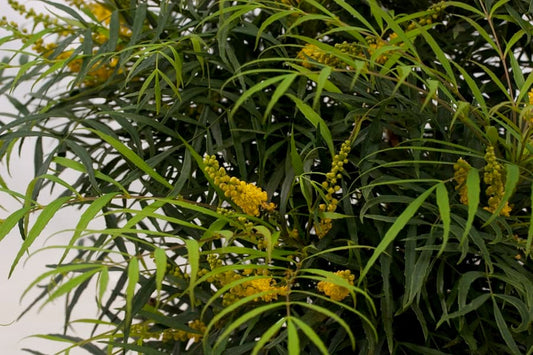 Mahonia eurybracteata 'Soft Caress' PP20183 Soft Caress Mahonia 3g