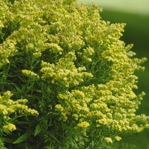 Solidago x 'Dansolitlem' PP17297 Little Lemon Goldenrod 1g