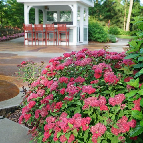 Spiraea japonica 'NCSX2' PP30953 Double Play Doozie® Spirea 3g