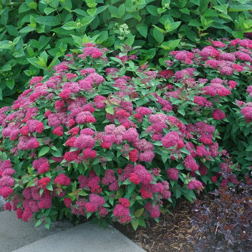 Spiraea japonica 'NCSX2' PP30953 Double Play Doozie® Spirea 3g