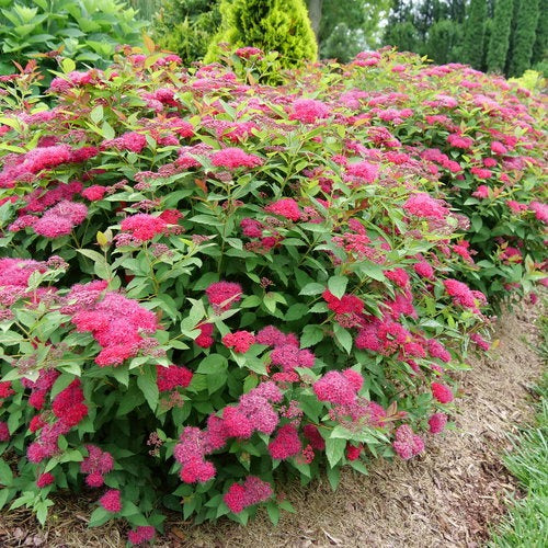 Spiraea japonica 'NCSX2' PP30953 Double Play Doozie® Spirea 3g