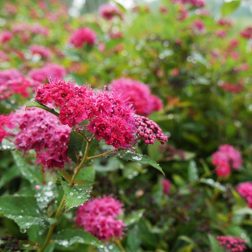 Spiraea japonica 'NCSX2' PP30953 Double Play Doozie® Spirea 3g