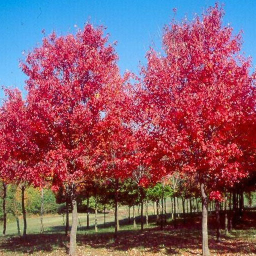 Acer rubrum 'Sun Valley' Sun Valley Red Maple 15g