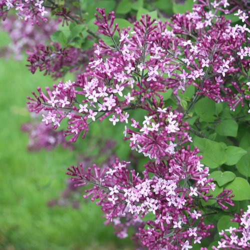 Syringa x 'SMSJBP7' USPP 26549 Bloomerang® Dark Purple Reblooming Lilac 3g