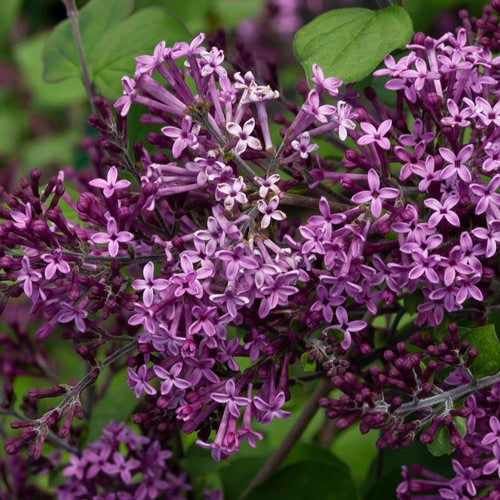 Syringa x 'SMSJBP7' USPP 26549 Bloomerang® Dark Purple Reblooming Lilac 3g