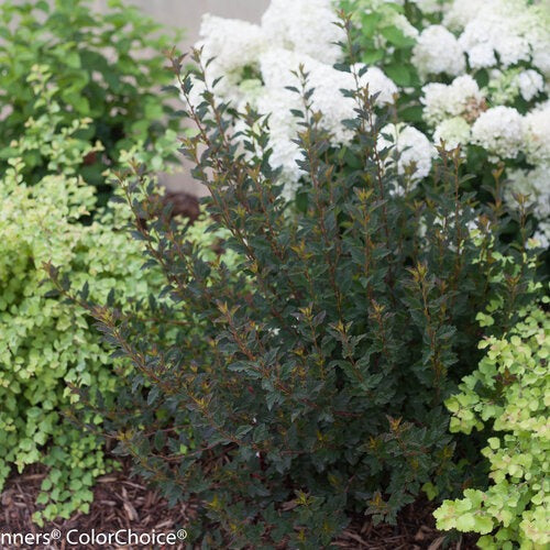 Physocarpus opulifolius Tiny Wine PP26749 Tiny Wine Ninebark 3g