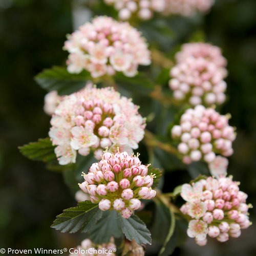 Physocarpus opulifolius Tiny Wine PP26749 Tiny Wine Ninebark 3g
