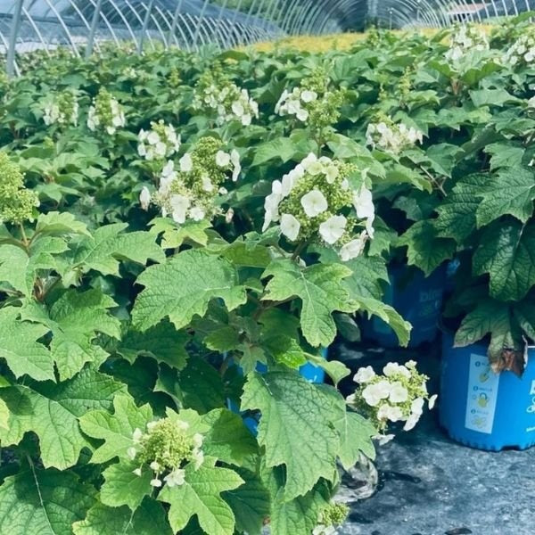 Hydrangea quercifolia Toy Soldier Toy Soldier™ Oakleaf Hydrangea