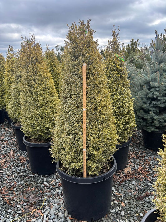 Buxus sempervirens 'Variegata' - CONE Variegated Boxwood
