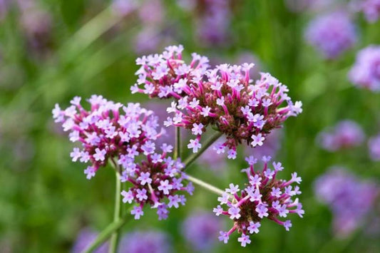 Verbena bonariensis Tall Verbena 1g