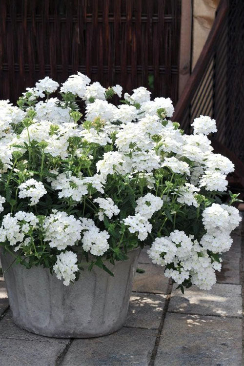 Verbena x hybrida 'Balendish' PP25839 Endurascape™ White Verbena 1g