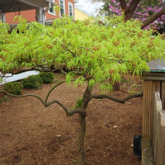 Acer palm. var. dissectum 'Viridis' Viridis  Laceleaf Japanese Maple