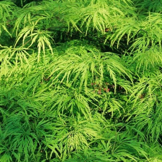 Acer palm. var. dissectum 'Viridis' Viridis  Laceleaf Japanese Maple