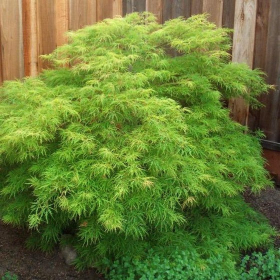 Acer palm. var. dissectum 'Viridis' Viridis  Laceleaf Japanese Maple