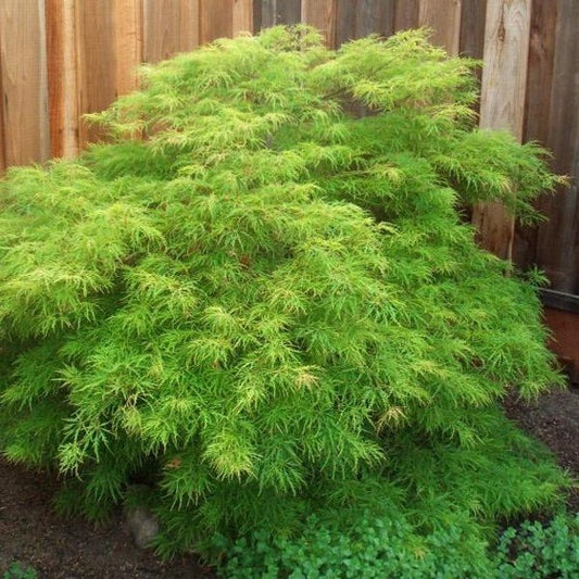 Acer palm. var. dissectum 'Viridis' Viridis  Laceleaf Japanese Maple