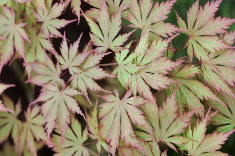 Acer palmatum 'Ariadne' Ariadne Japanese Maple 3g