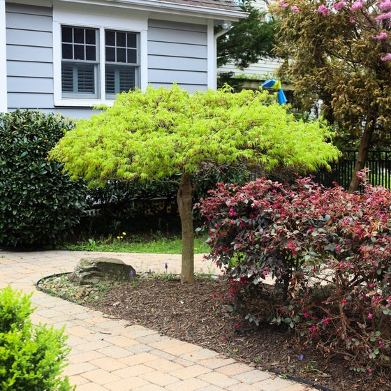 Acer palm. var. dissectum 'Viridis' Viridis  Laceleaf Japanese Maple