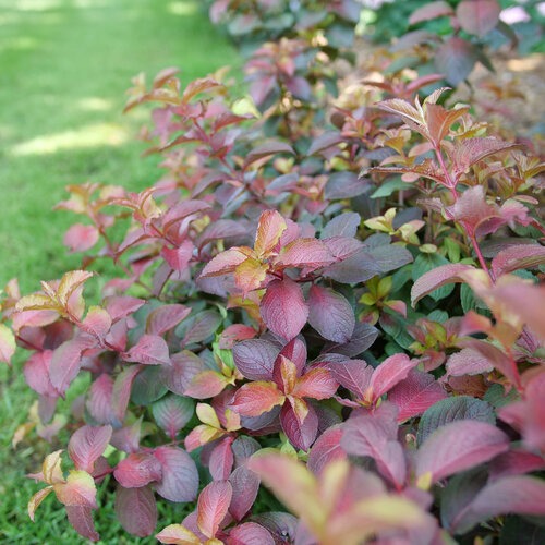 Weigela florida 'Verweig9' PP 35146 Midnight Sun™ Weigela 3g