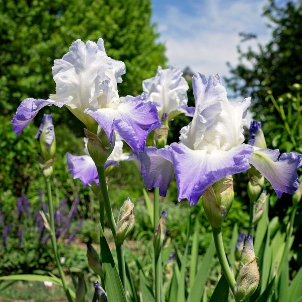 Iris germanica 'Clarance' Clarance Bearded Iris 2 Gallon