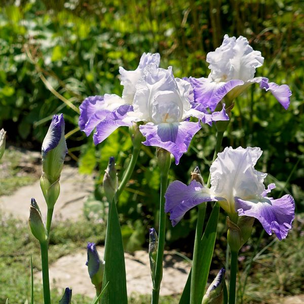 Iris germanica 'Clarance' Clarance Bearded Iris 2 Gallon