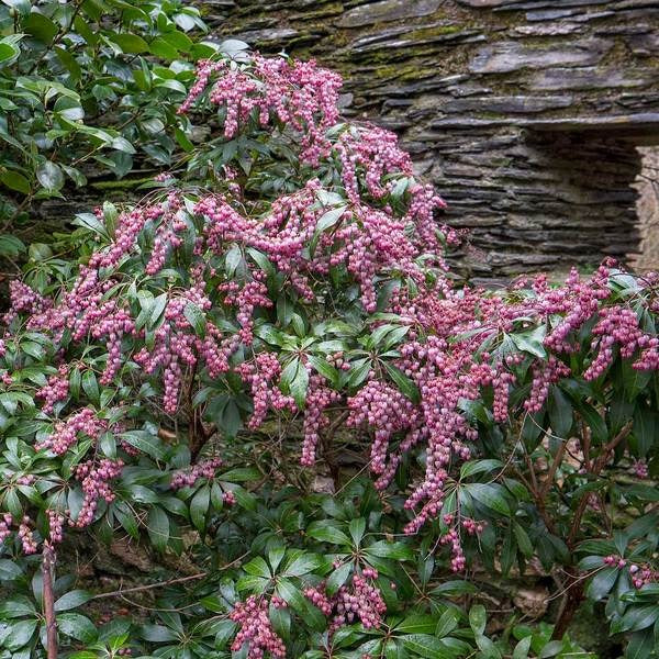 Pieris japonica 'Katsura' PP15452 Katsura Japanese Pieris
