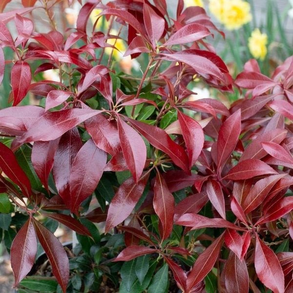 Pieris japonica 'Katsura' PP15452 Katsura Japanese Pieris