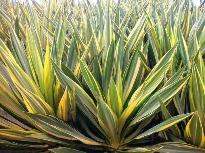 Yucca filamentosa 'Color Guard' Color Guard Adam's Needle (3g)