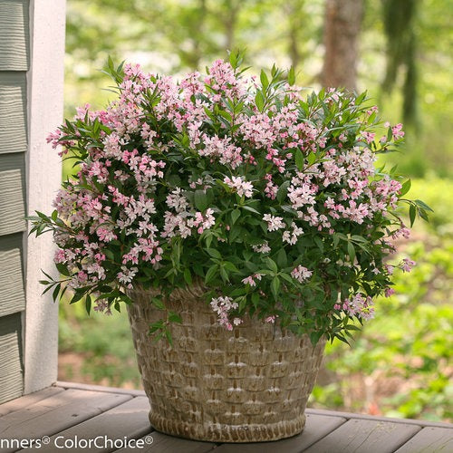 Deutzia x 'NCDX2' PPAF Yuki Cherry Blossom® Deutzia 3g