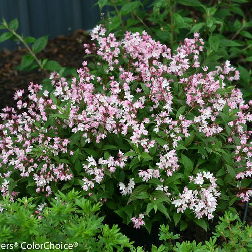 Deutzia x 'NCDX2' PPAF Yuki Cherry Blossom® Deutzia 3g
