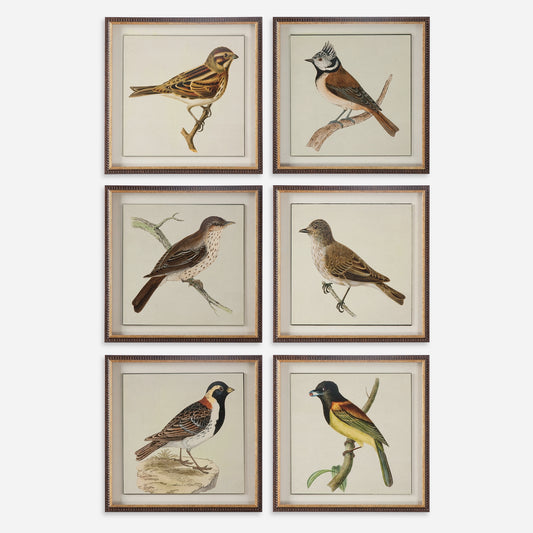 Uttermost 33627 Spring Soldiers Bird Prints, S/6