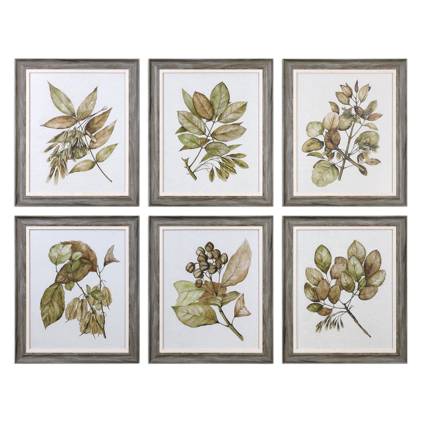 Uttermost 33643 Seedlings Framed Prints S/6